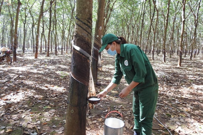 Trung Quốc vẫn là thị trường xuất khẩu cao su lớn nhất của Việt Nam ngày 30/7/2024